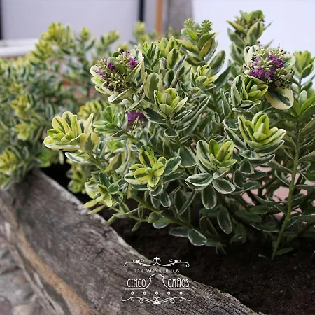 La Casona De Cinco Canos Tatil Evi Coca
